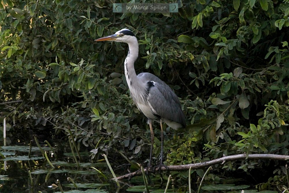 Ardea cinerea